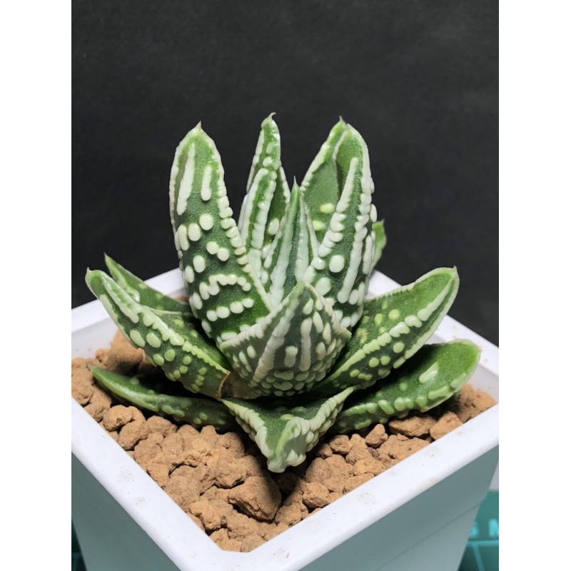 多肉植物天使之淚 蝦皮購物