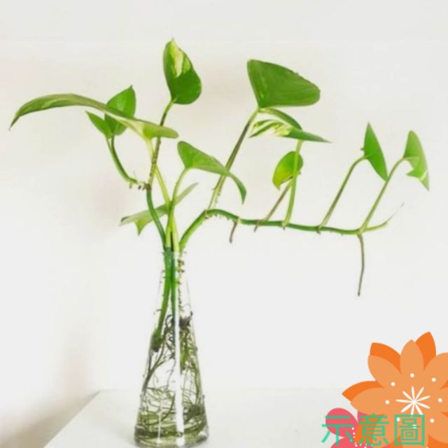 小盆友 辦公室療癒植物水耕黃金葛較長枝條 綠蘿 空氣清淨植物 室內植物 魚水共生植物 蝦皮購物