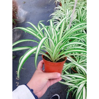 Jc小品園藝 吊蘭 折鶴蘭 蜘蛛草3寸盆 植栽 植物 園藝 花藝 室內盆栽 半日照植物 觀葉植物 綠化植物 淨化空氣 蝦皮購物