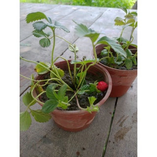 531冷艷紫莓 優惠推薦 22年6月 蝦皮購物台灣