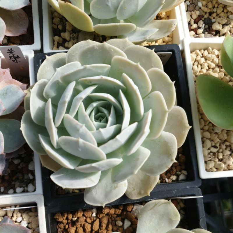 聖卡洛斯 四吋盆 景晴多肉園 多肉植物 蝦皮購物
