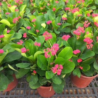 麒麟花 刺梅開花植物 蝦皮購物