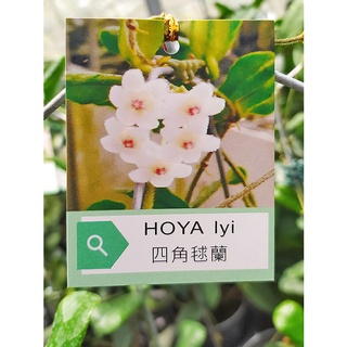 毬蘭hoya Macgillivrayi Pandus Creek 大花毬蘭 蝦皮購物