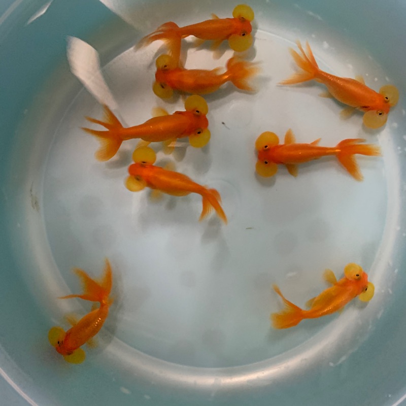 飼料金魚水泡眼黑水泡眼 蝦皮購物