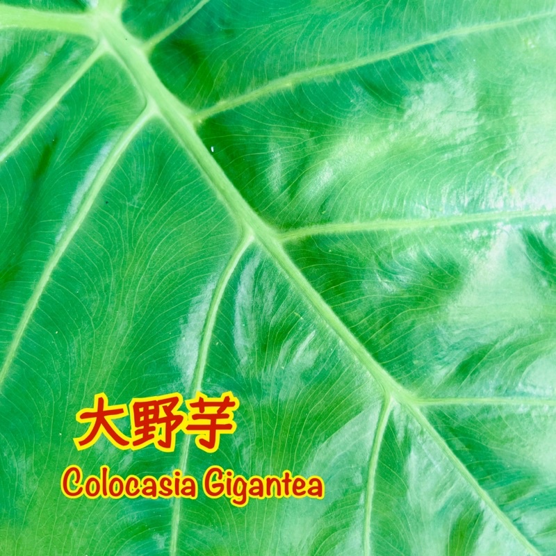 《天棠地芋》大野芋 水芋 Colocasia Gigantea