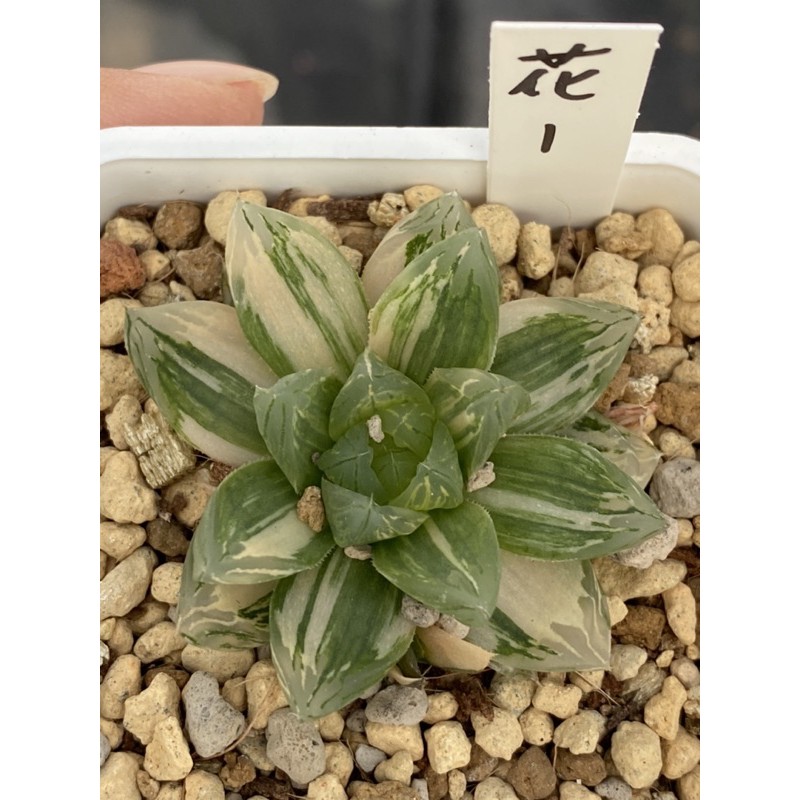Haworthia ハオルチア花火オブツーサ錦 蝦皮購物