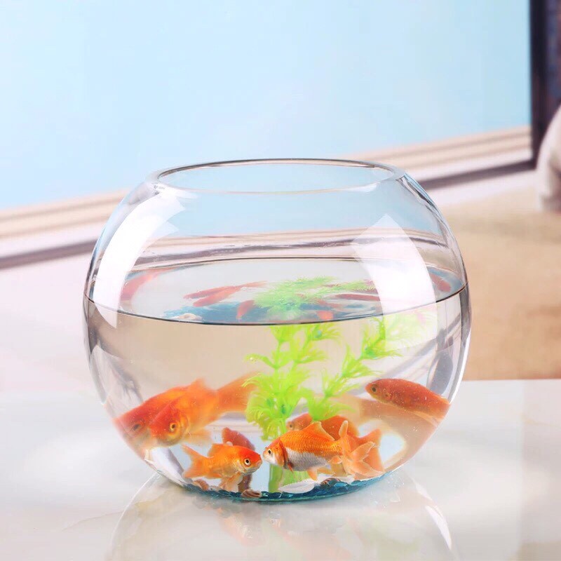 圓形魚缸｜優惠推薦- 蝦皮購物- 2025年8月