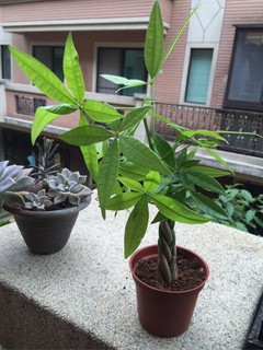 發財樹 編織小品 3吋盆栽 辦公室療癒系商品 馬拉巴慄