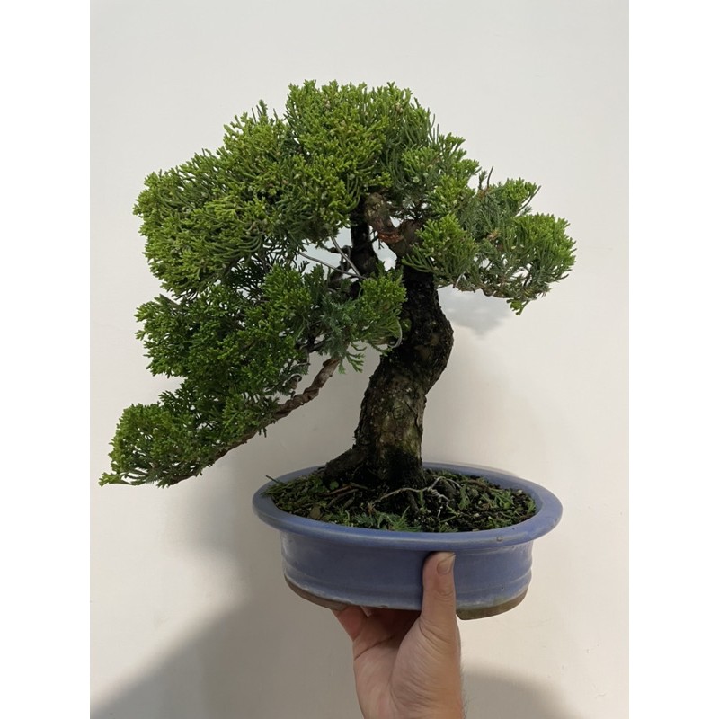 小品盆栽台灣 真柏成品樹舍利水線荒皮老態 蝦皮購物