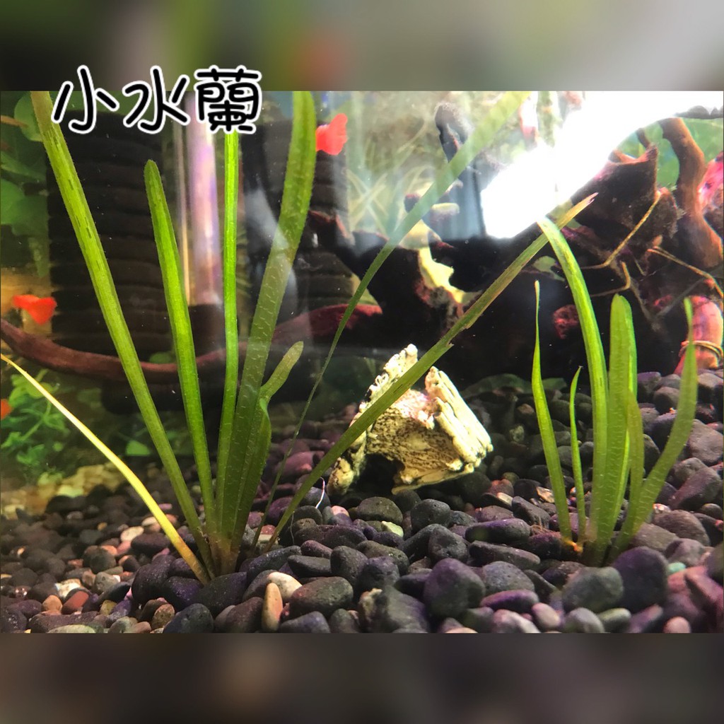 只限台南面交 新手各式水草 水芙蓉 楊明柳 金魚藻 水芹 水蘭陰性水草免co2 蝦皮購物