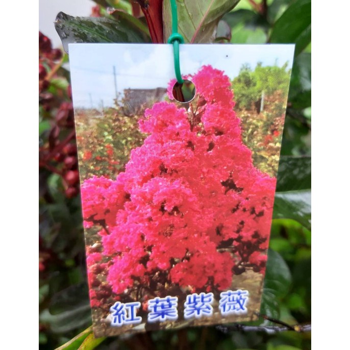 花囍園 喬木圍籬 紅葉紅花紫薇 美化環境 道亮麗風景 5 8吋高約30 40cm 蝦皮購物