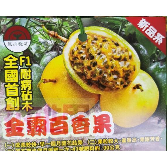 花花世界_水果苗--金霸百香果--新品種/4吋盆/高20-40公分/MA