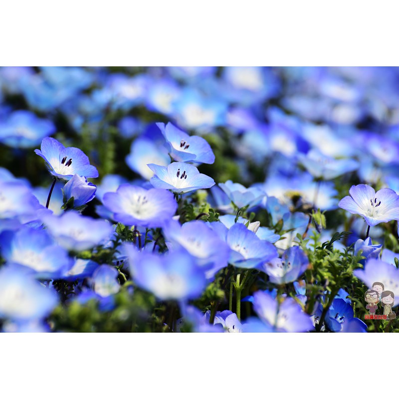 粉蝶花藍斑星點 種子 蝦皮購物