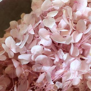 木繡球繡球花紫陽花乾燥花1克 蝦皮購物