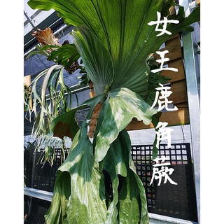 《柯比植物》 女王鹿角蕨 P. wandae(亞猴 巨獸 捲捲鹿 細菌 皇冠)