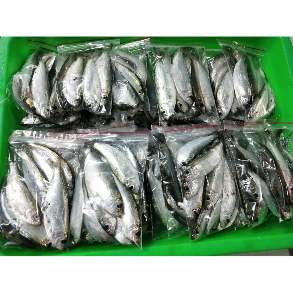 青麟魚青鱗仔夜釣好夥伴大物 豬姐釣具 蝦皮購物