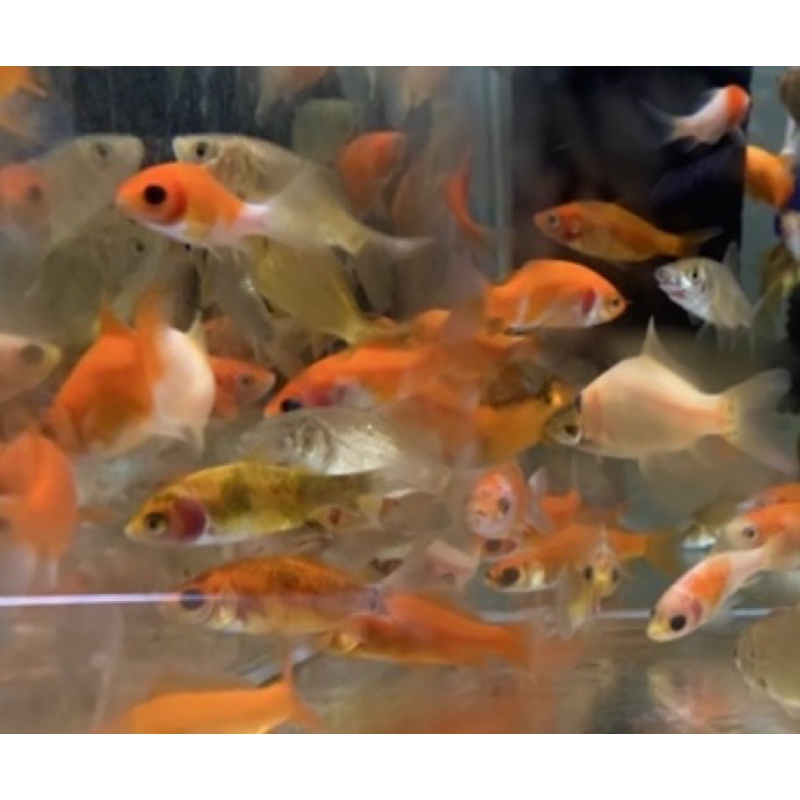 現貨 朱文錦練功魚飼料魚觀賞魚模型水族 蝦皮購物