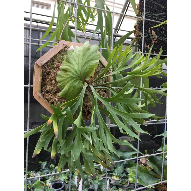 亞皇鹿角蕨 拍賣與ptt推薦商品 21年2月 飛比價格