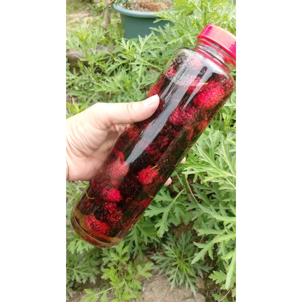 陳年桑椹醋 梅子果醋 (果肉+果醋) 已投保產品責險