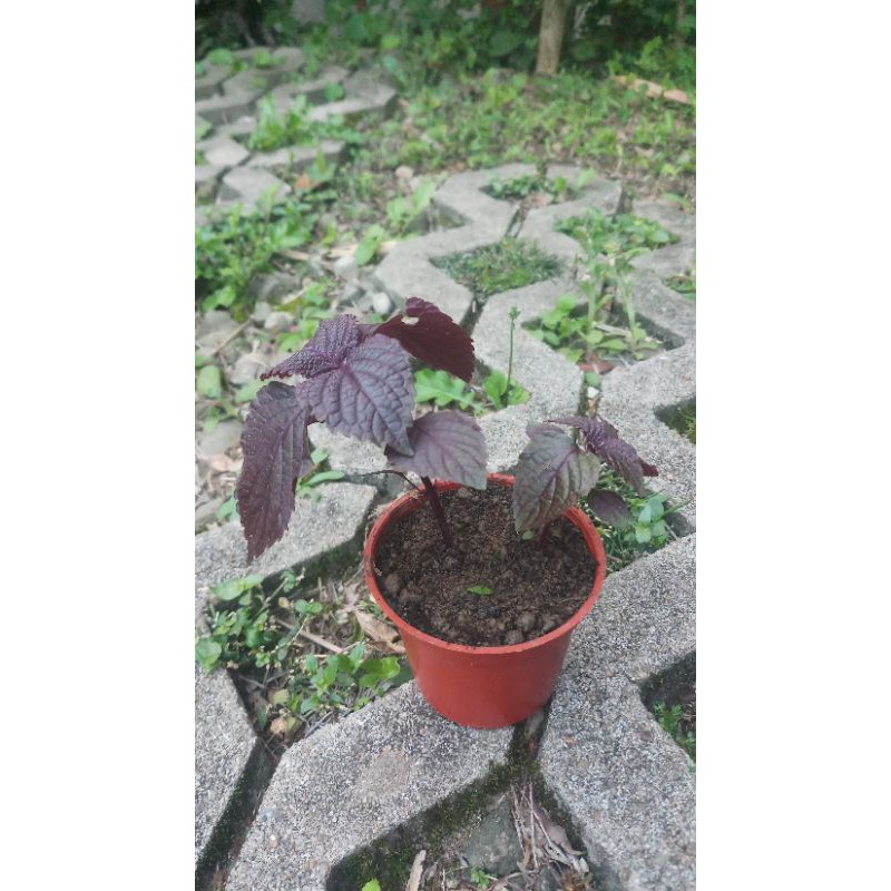 紫蘇苗的價格推薦 21年4月 比價比個夠biggo