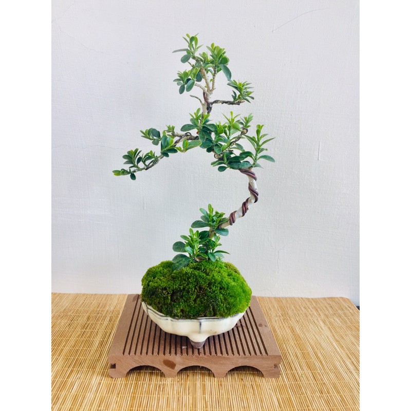 野趣小品盆栽 小葉日本山柑 蝦皮購物