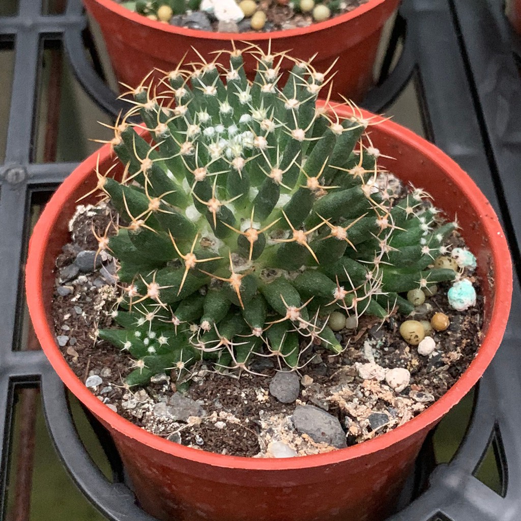 麗加蘭園 三寸盆多肉植物 白鳥座 蝦皮購物