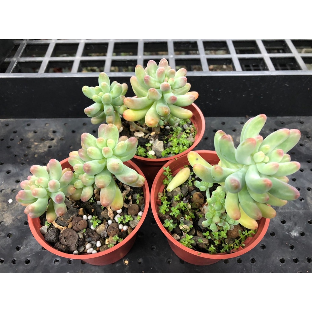 Kiki貓多肉園多肉植物 乙女心3吋盆裸根寄送 蝦皮購物