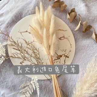 永生兔尾草 畢業花束花材 新娘捧花花材 拍攝道具 鄉村風擺飾 手工卡片材料 胸花花材 盆花裝飾