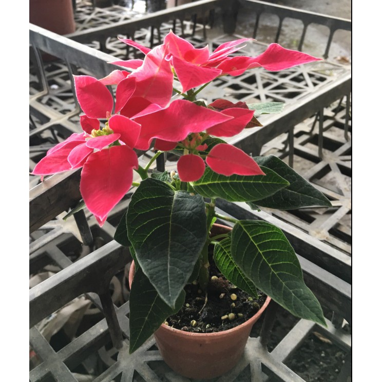 花囍園 節慶氣氛植物 四季桃喜聖誕紅 缺貨中 季節花卉 飽合深桃紅色 3吋高約8 12cm 特價68 蝦皮購物