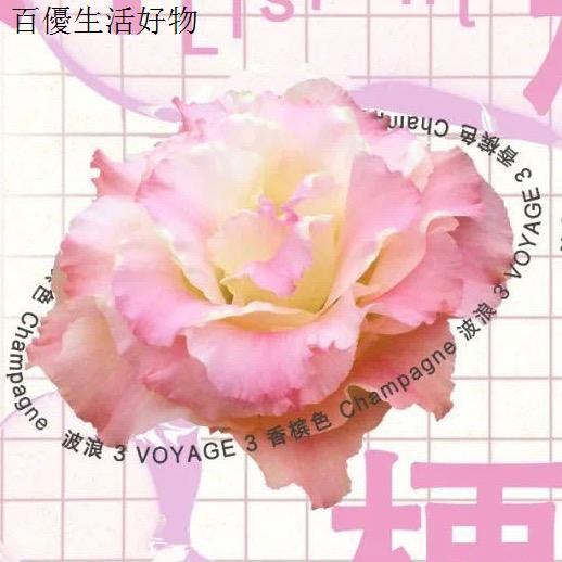 進口切花洋桔梗種子波浪邊多色可選藍霧盆栽鮮花網紅小清新 蝦皮購物