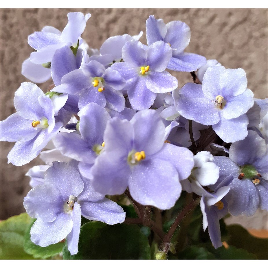 孵孵樂 非洲菫 非洲堇 非洲紫羅蘭 Persian Lullaby葉片販售 蝦皮購物