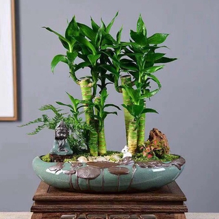 水栽培植物盆栽花盆 優惠推薦 年10月 蝦皮購物台灣