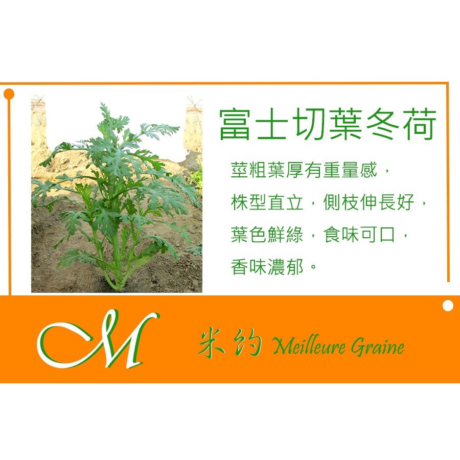 《Meilleur》山茼蒿、富士切葉冬荷種子 2.5g