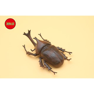 【現貨】兒童科教益智模擬獨角仙動物模型 整蠱玩具昆蟲擺設沙盤場景萬聖節 早教認知禮物