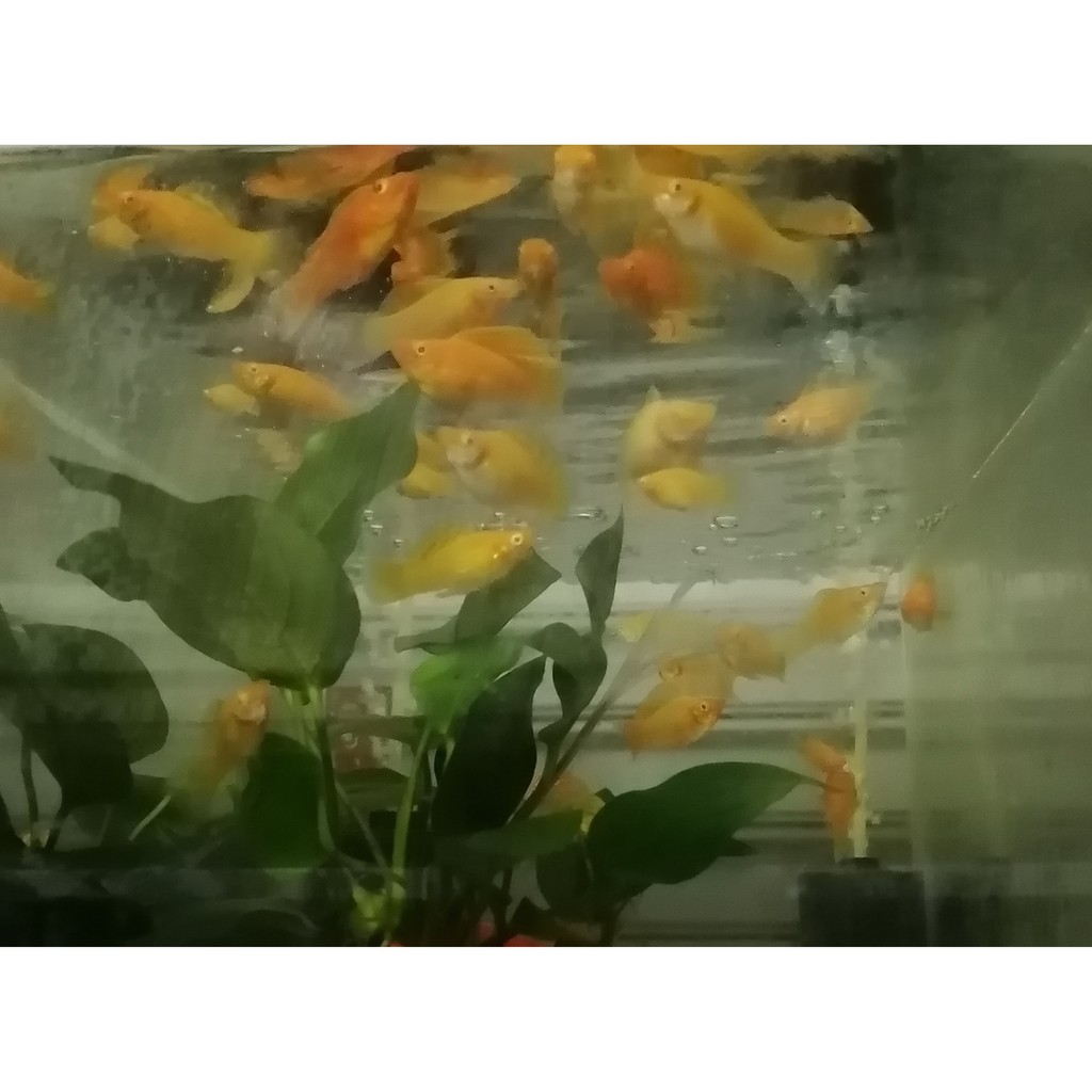 一元水族 紅眼金球魚活餌 飼料 蝦皮購物