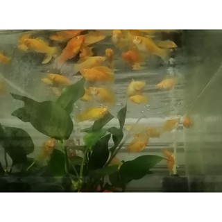 飼料金魚小紅帽黑牡丹小獅頭小琉金 蝦皮購物