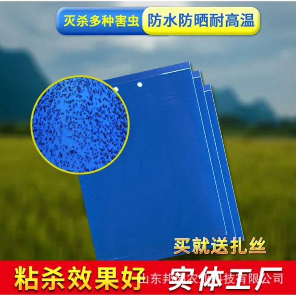現貨 藍色 黏蟲紙 粘蟲板 藍板 雙面黏蟲板  誘蟲紙 誘蟲板 薊馬  各種薊馬 有機黏蟲板 誘捕器