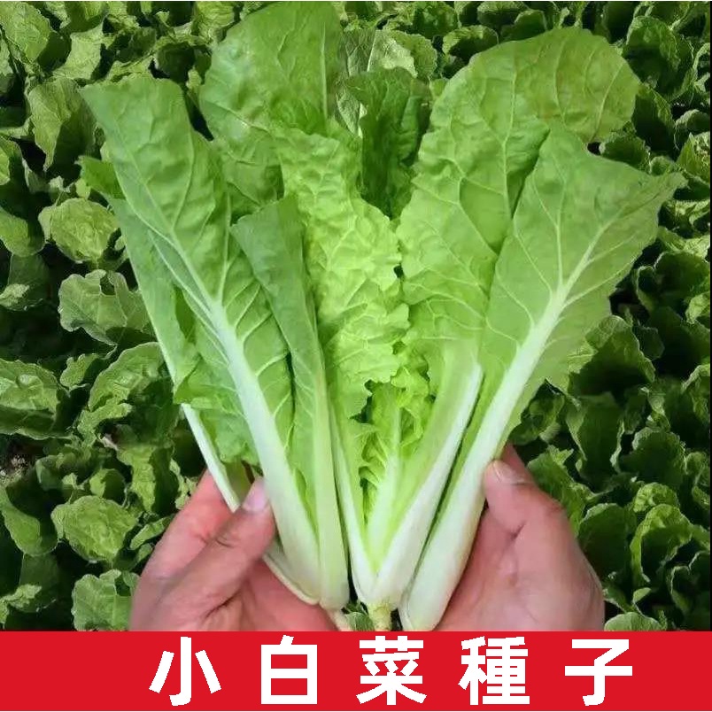 四季蔬菜種子 早熟小青菜 陽臺盆栽耐熱速生快菜種子