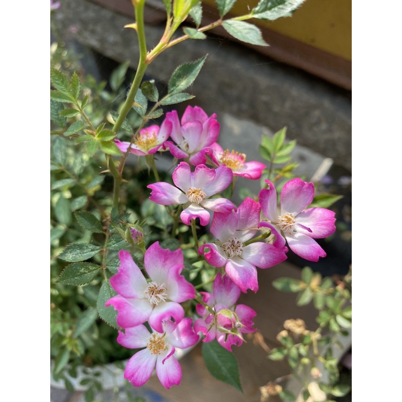 玫瑰花 屋久島日本薔薇5吋盆 蝦皮購物
