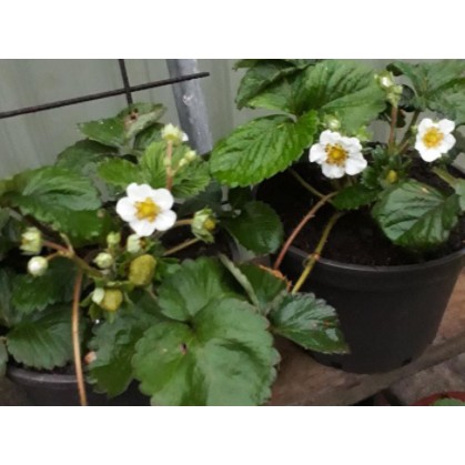 7吋盆草莓苗販售 已來花果 美妍 翡翠 雪妍 美姬 豐香 蝦皮購物