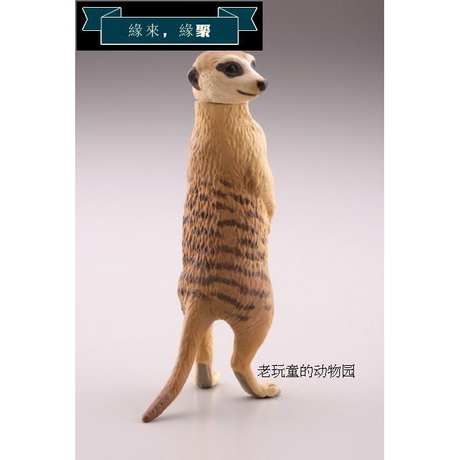 海洋模型 全新海洋堂capsuleq珍獸動物園系列2代單賣 狐獴 蝦皮購物