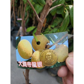 李家果苗 大潤帝龍眼 5吋盆 靠接苗 龍眼 高度70-80公分 單價300元 特價260元