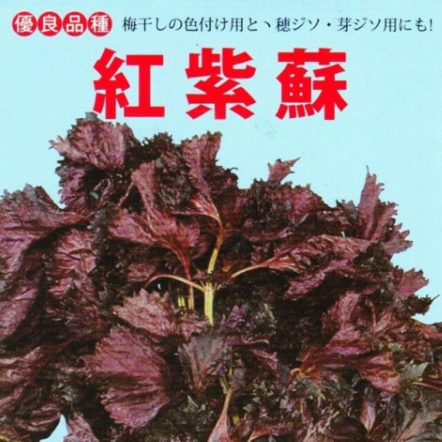 種子王國  紅紫蘇 日本進口  (分包裝種子) 每包約2公克 可食用