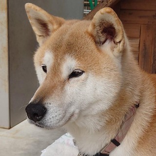 埴輪王子最初的繪本おーい はに丸はじめてのえほん 蝦皮購物
