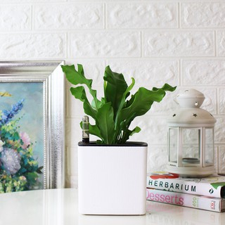 森林有塊田 山蘇盆栽 蕨類 野菜 蔬菜 無土栽培 天然防治 附肥料 室內植物 水耕植物 蝦皮購物