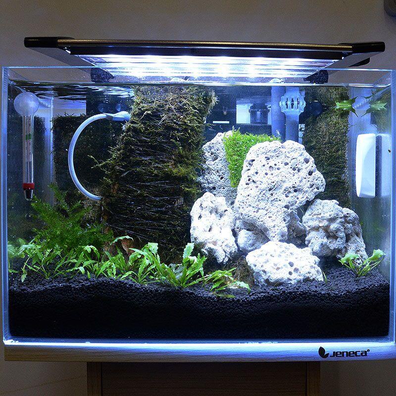 免運 新開店限時8折 魚缸造景珊瑚石水質過濾石珊瑚菜品裝飾精品珊瑚骨水族箱造景珊瑚 蝦皮購物