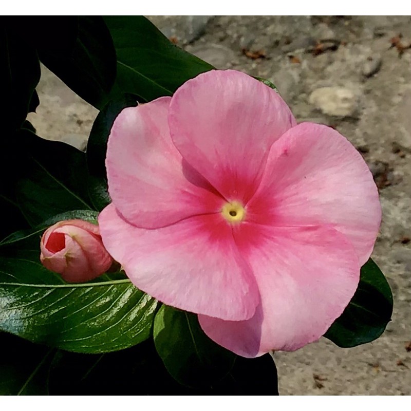 種子：相思粉🌷日日春種子，15個39元長春花風水花四季花時鐘⏰花