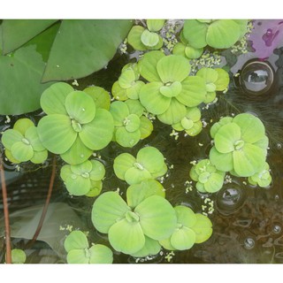 園藝植物 園藝植作優惠推薦 居家生活22年10月 蝦皮購物台灣