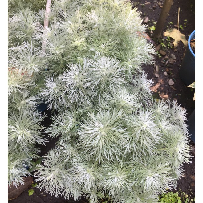 花囍園 香草植物 銀霧 匐匍狀生長 莖葉纖細 柔軟 5吋高約10 12cm 特價1 蝦皮購物