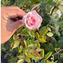 《屏東月季》🈶貨 🌹 玫瑰花盆栽苗 🌹 玫瑰苗 🌹 玫瑰花苗 🌹 玫瑰盆花 🌹玫瑰花🌹